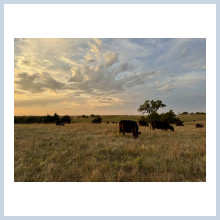 Pasture grazing photo 