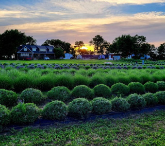 Elam lavender field