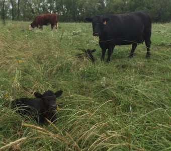 New calves Rose Cattle Farm
