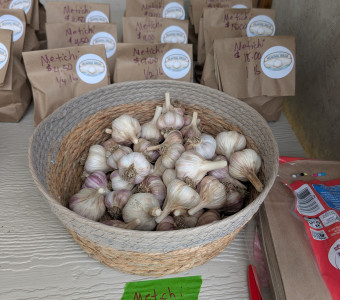Metichi garlic