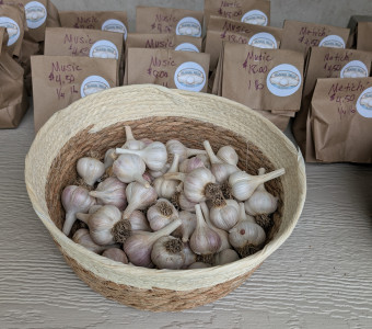 Music garlic