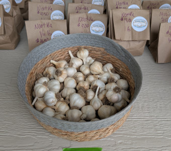 Nootka Rose garlic