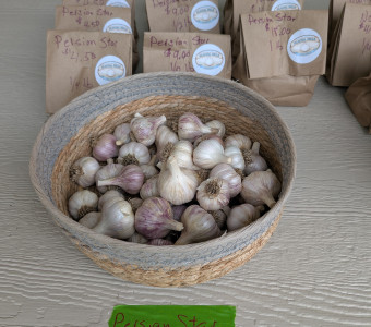 Persian Star garlic