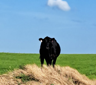 Replacement heifer for next year