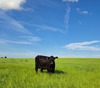 Cow standing on beautiful native grass