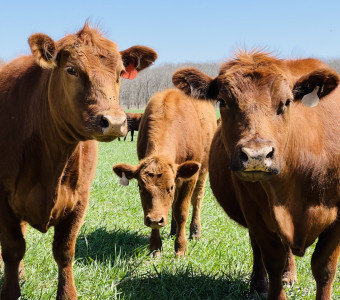 Picture of Cattle in a Pasture