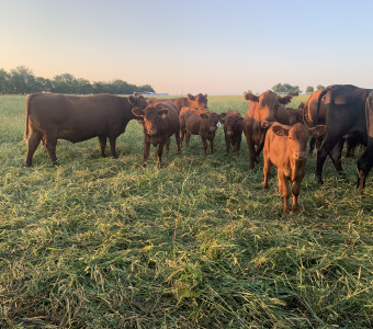 Picture of Cattle in a Pasture 