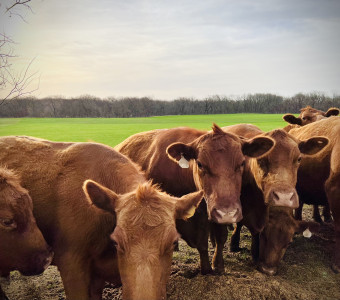 Picture of Cattle in a Pasture 