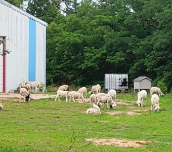 Sheep Mowing the Lawn