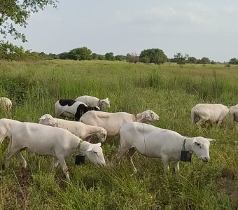 Sheep on Pasture