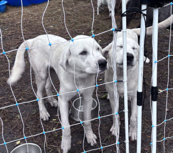 pyrenes dogs