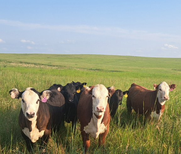 2026 spring calves 