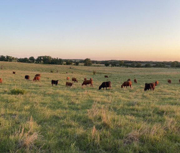 Out at pasture