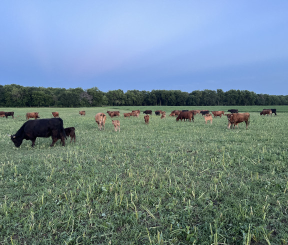 Picture of Cattle in a Pasture