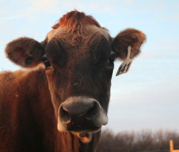 Jersey Cow