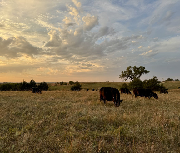 Pasture grazing photo 