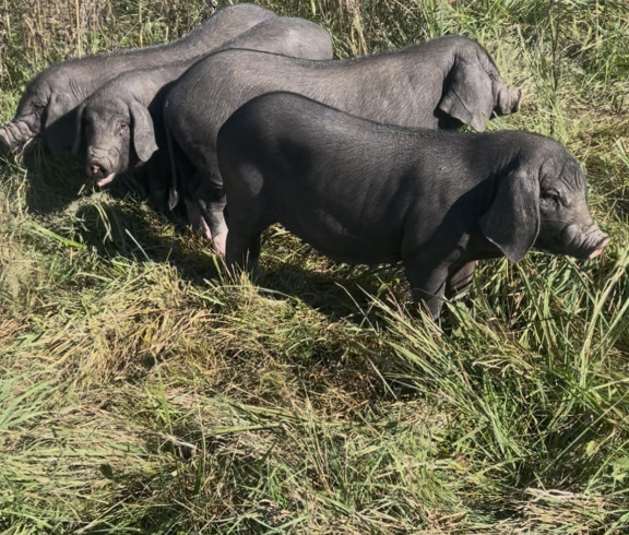 heritage pork, swine, hog, Meishan, Duroc, Berkshire         