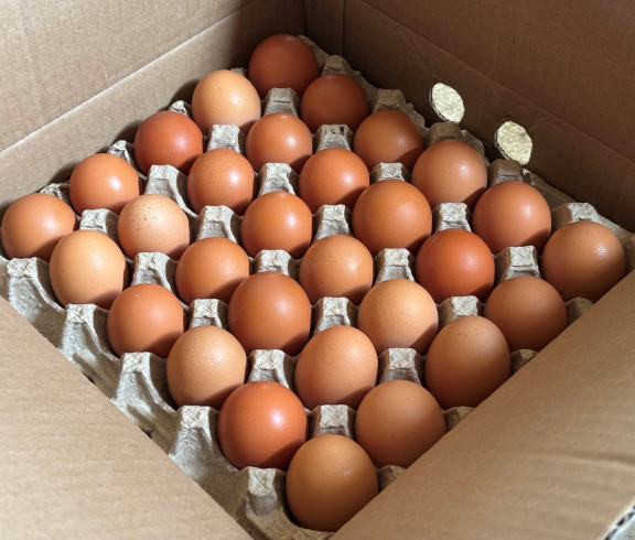 Farm fresh, free-range eggs & grass fed beef available at Willow Creek Ranch!