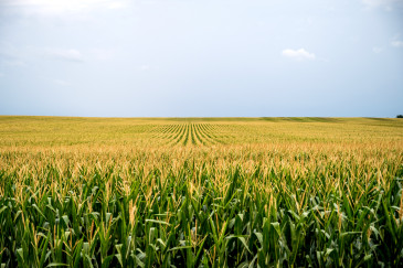 Corn