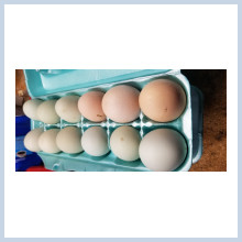 Fresh dozen eggs
