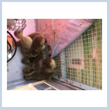 French Toulouse Goslings $20 each - Straight Run