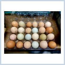 Colorful chicken eggs to eat or hatch