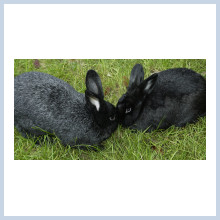 Silver Fox Rabbits- Meat/Breeders/Show/Purebred