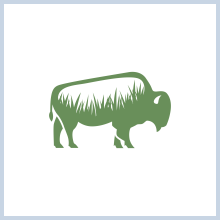 Green Grass Bison