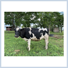 Holstein cow in milk