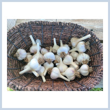 Naturally-grown garlic in a basket