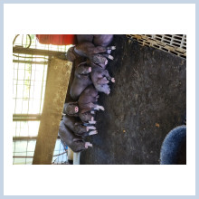 Leck Family, Leck Family showpigs