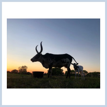 Gallagher Farm's Lucy, the Watusi, and her baby.