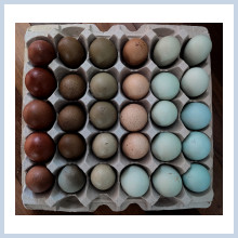 Available hatching eggs