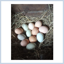 Give no Clucks eggs