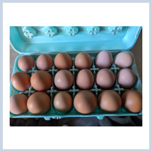 Chicken Eggs