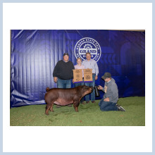 Duroc gilt 4H shown pork