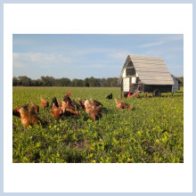 Chickens 