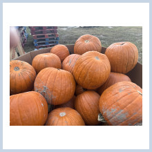 45 ct. Pumpkin bins $140.00