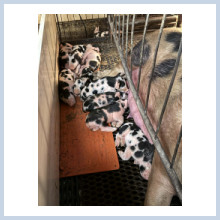 Show pigs, Spots, Hamps,Black cross,Duroc, Yorkshire