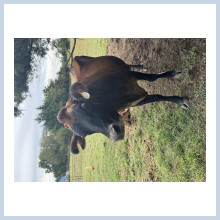Raw A2A2 dairy