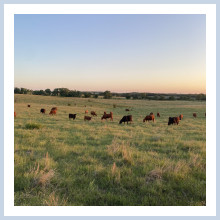 Out at pasture