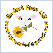 Sheep with sunflower