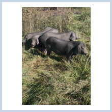 heritage pork, swine, hog, Meishan, Duroc, Berkshire         