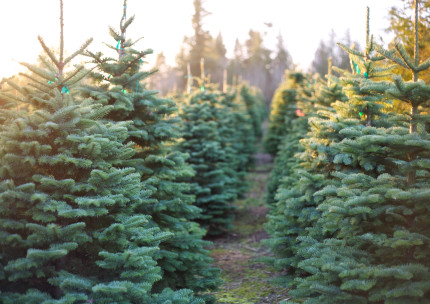 christmas tree farms