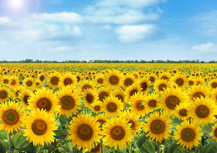 Sunflower farms in Kansas
