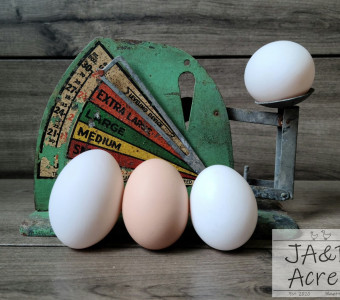 Fresh eggs next to and on antique egg scale from JA&B Acres