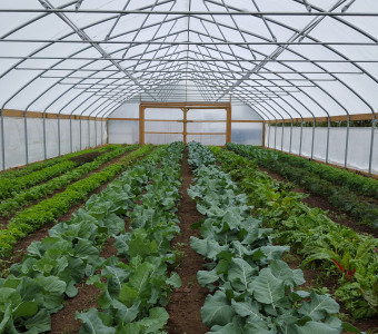 Vegetables growing in high tunnel