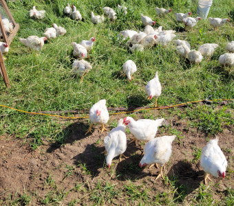 Cornish Chickens