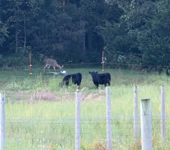 At home with the wildlife