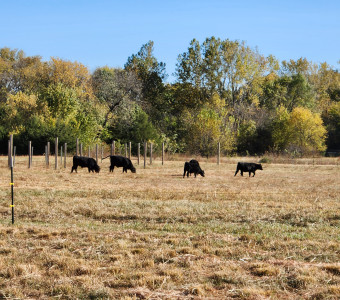 Grass fed cows